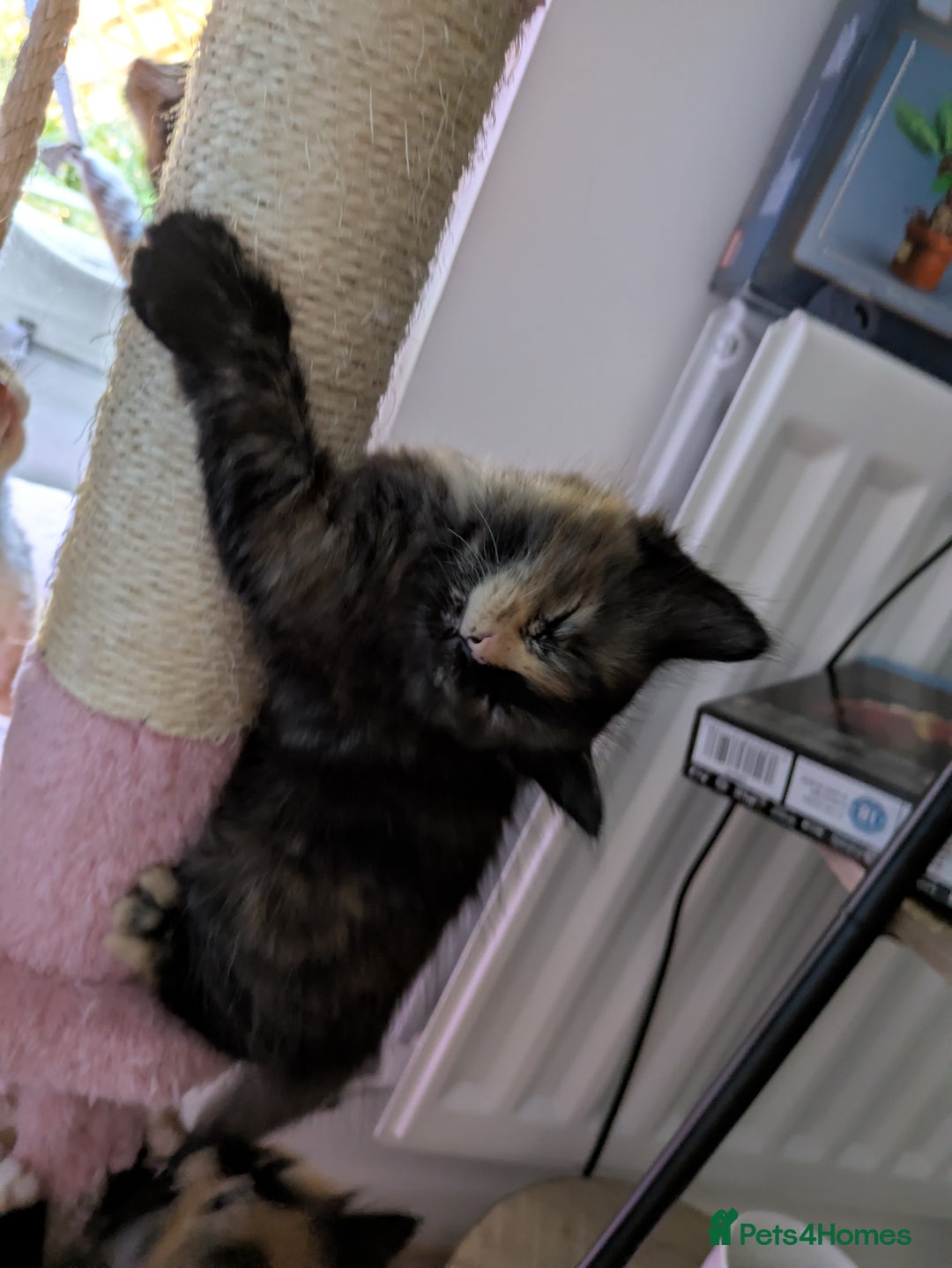 Mixed Breed cats for sale: Kittens 2 litters - Image 12