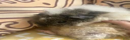 Guinea Pig rodents for sale: Male baby guinea pig Alpaca fur - Advert 3