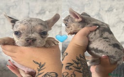 French Bulldog dogs for sale: French bulldog puppies  - Image 6