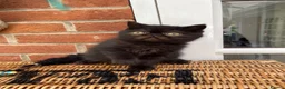Exotic cats for sale: 💙Beautiful Exotic Shorthair Boy Kittens💙 - Advert 11