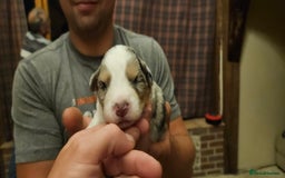 Australian Shepherd dogs for sale: Australian Shepherd Litter  - Image 14