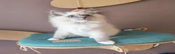 Ragdoll cats for sale: BEAUTIFUL RAGDOLLS KITTENS GCCF REGISTERED  - Advert 5