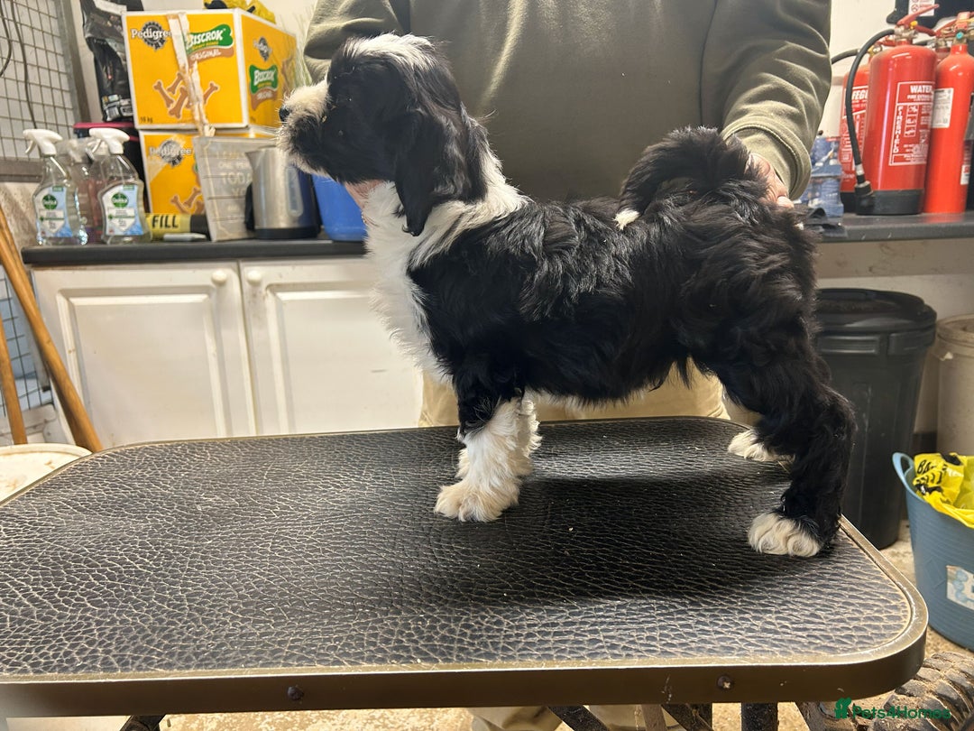 Tibetan Terrier dogs for sale: Araki Tibetan Terriers puppies for sale - Advert 6