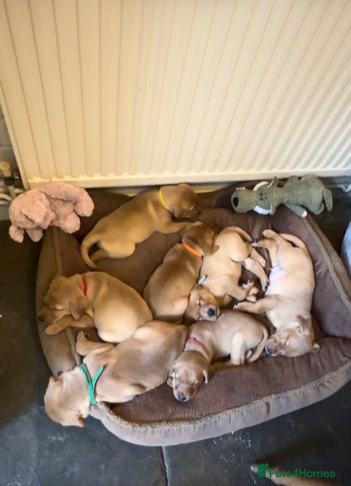 Labrador Retriever dogs 🐾Outstanding KC Fox Red Lab Puppies🐾 - Advert 1