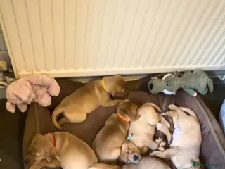 Labrador Retriever dogs 🐾Outstanding KC Fox Red Lab Puppies🐾 - Advert 1