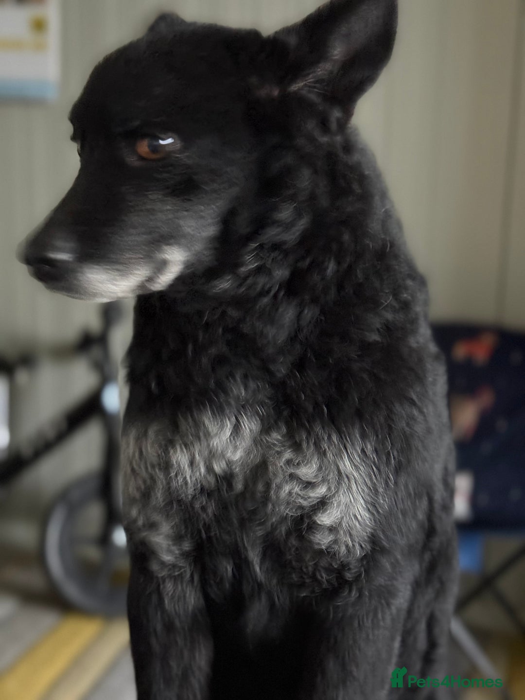 Mixed Breed dogs for adoption: Sweet Romeo Looking for LOVE - Advert 12