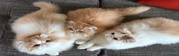 Persian cats for sale: Quality Persian Girls - Available Now - Advert 17