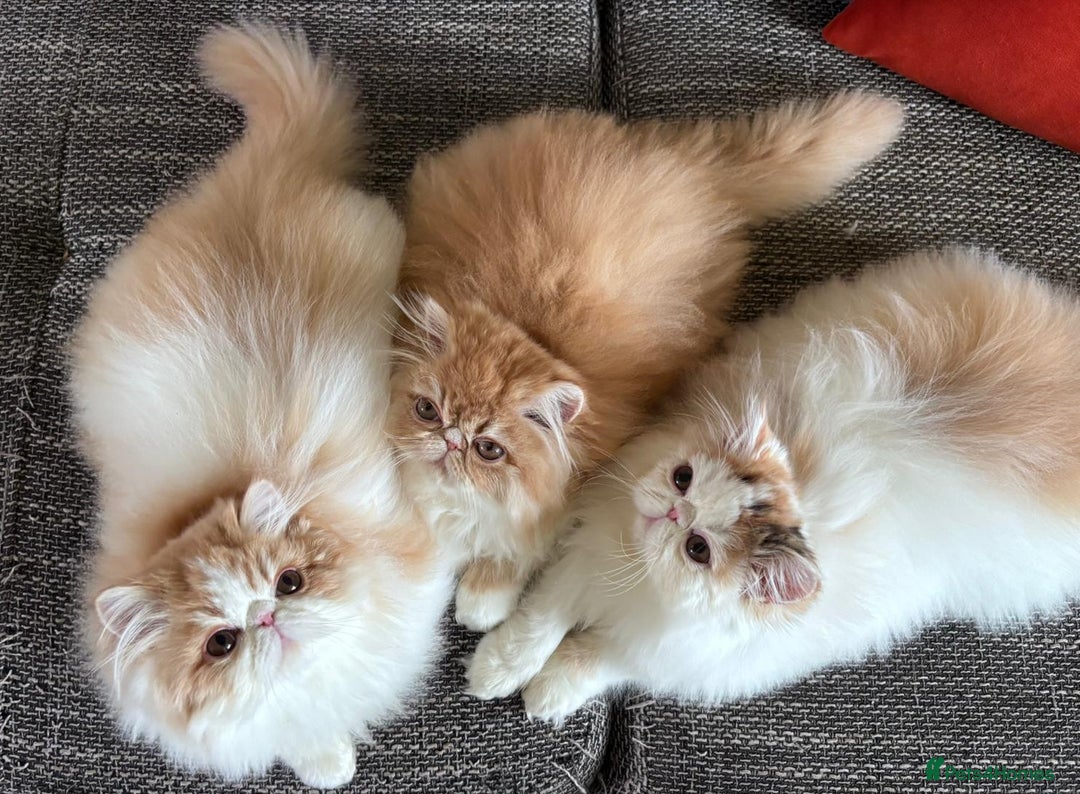 Persian cats for sale: Quality Persian Girls - Available Now - Advert 17