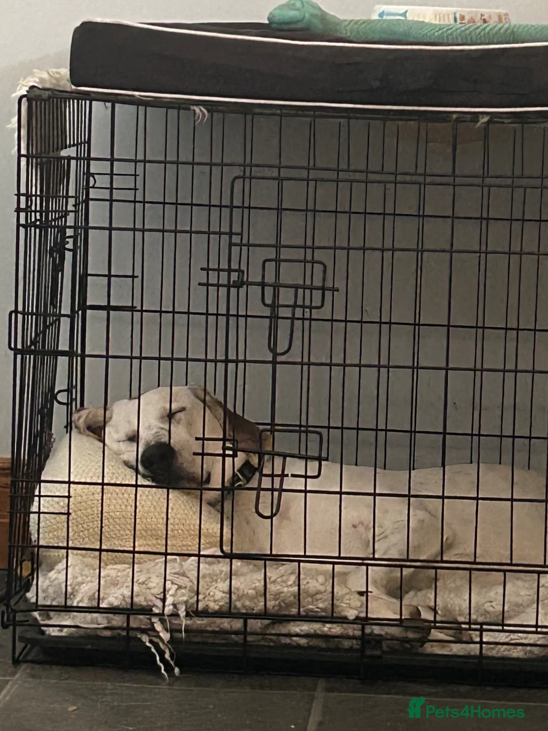 Mixed Breed dogs for sale: Foxhound - 8 Months - Male in Lisburn - Advert 2