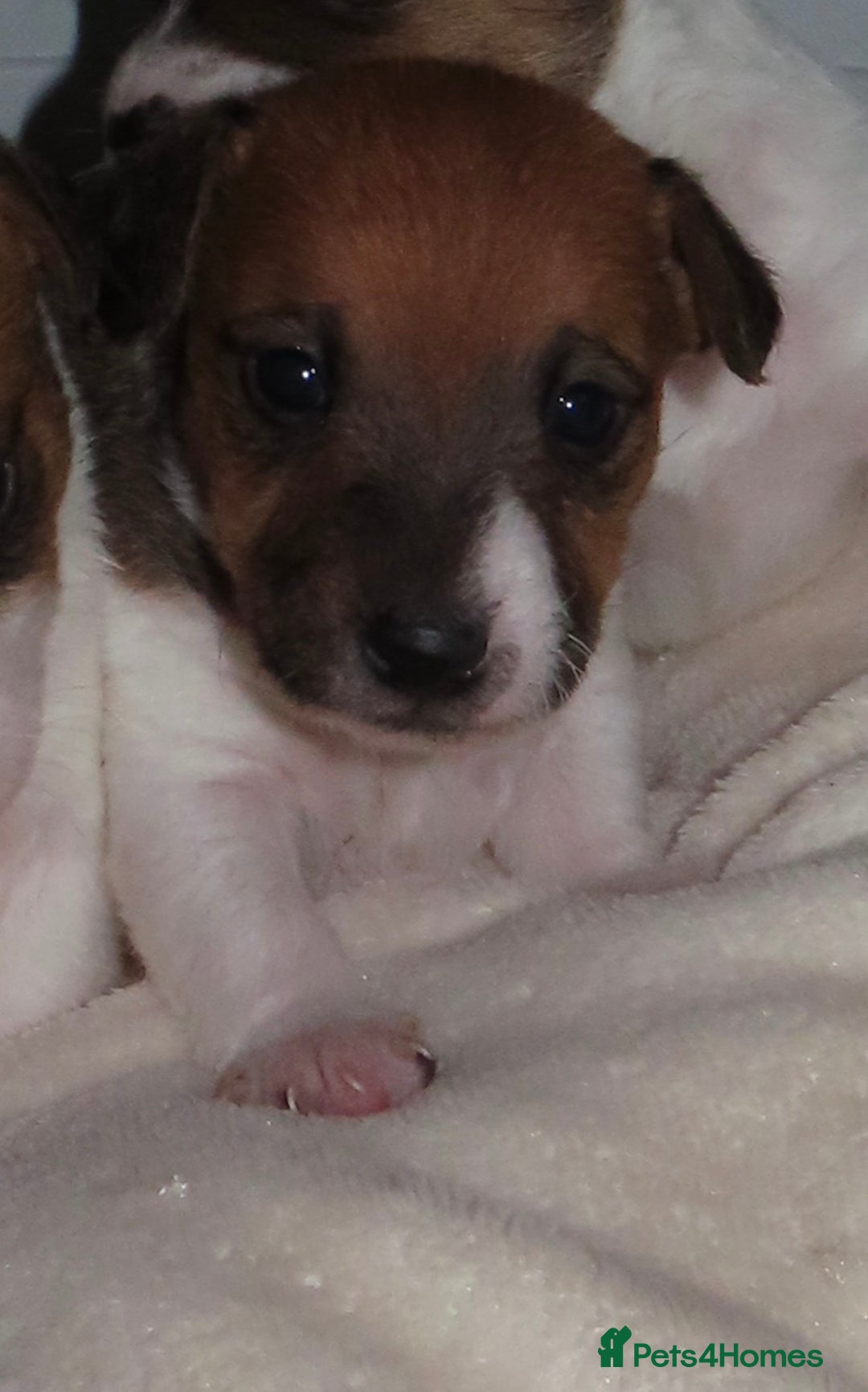 Jack Russell dogs for sale: 🐾 Traditional Jack Russel puppies 🐾 - Advert 8