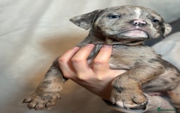 Olde English Bulldogge dogs for sale: 8 week old Olde English Bulldogges  - Advert 12