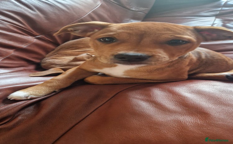 Staffordshire Bull Terrier dogs - Advert 4