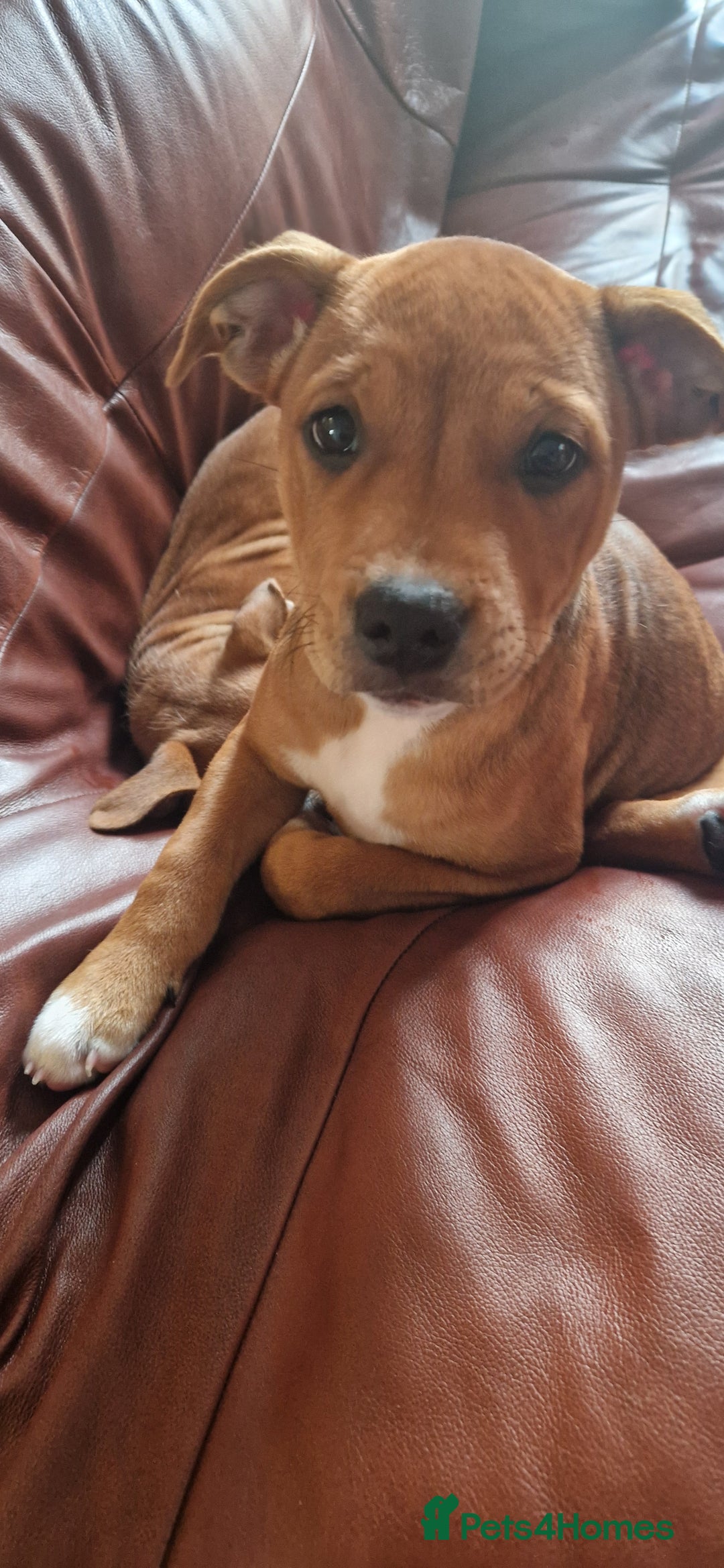Staffordshire Bull Terrier dogs for sale: Staffordshire bull terrier pups - Image 2