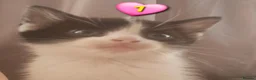 Domestic Shorthair cats for sale: Beautiful Kittens 😸  - Advert 4