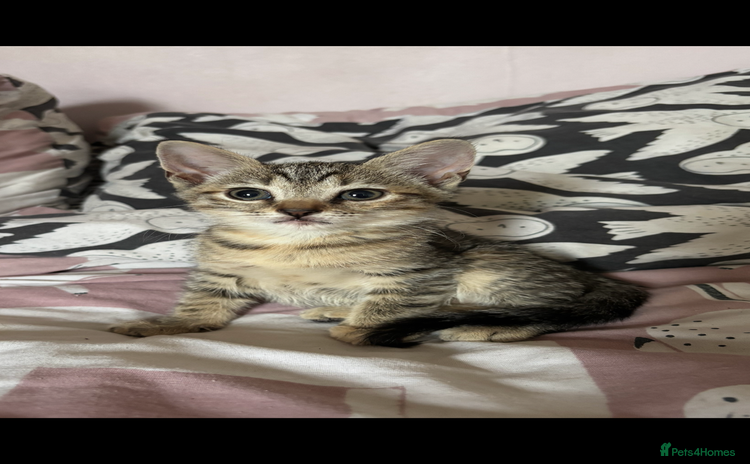 Mixed Breed cats - Advert 9