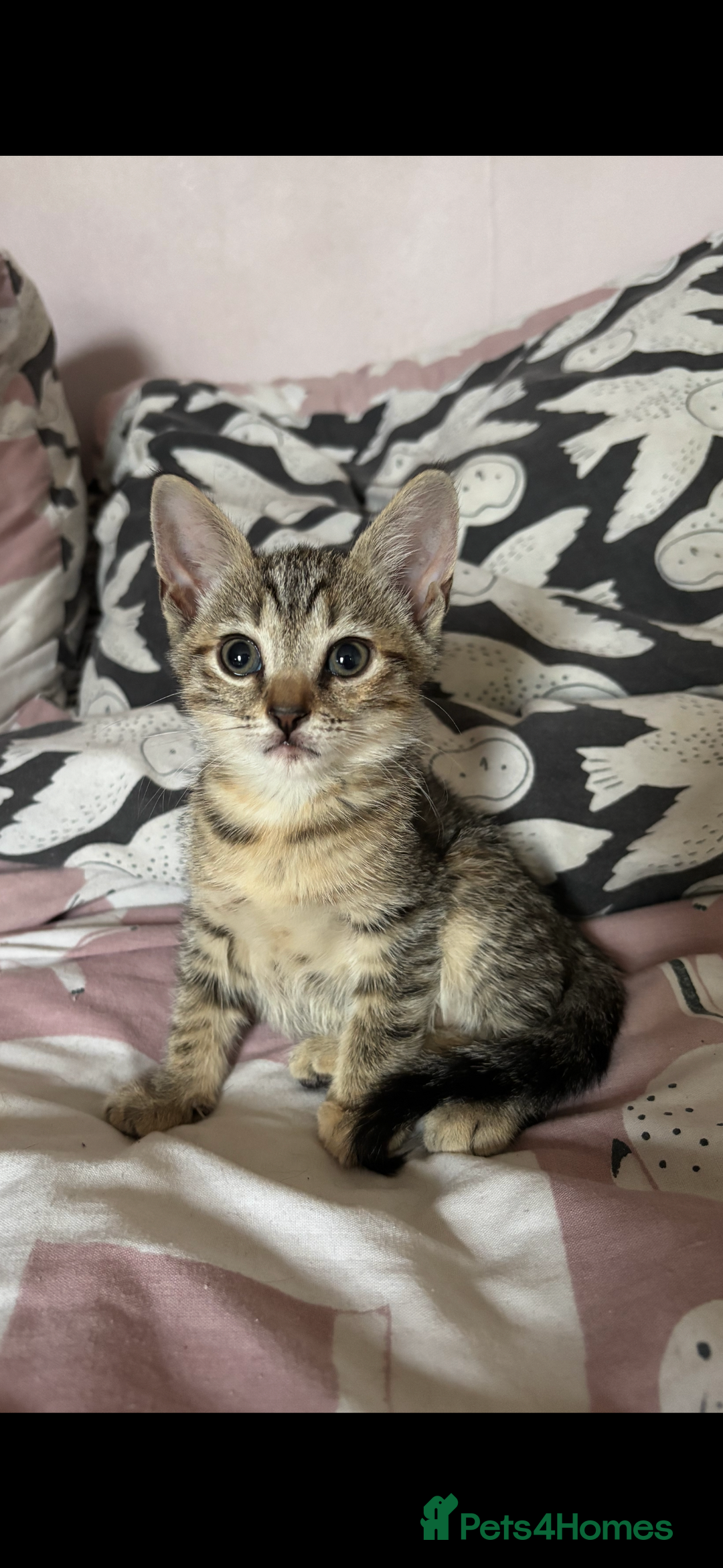 Mixed Breed cats for sale: Kittens 😸 MaineCoon x kittens READY TODAY ❤️😸🐈 - Image 5