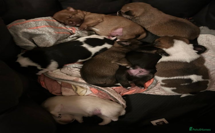 Mixed Breed dogs - Advert 8