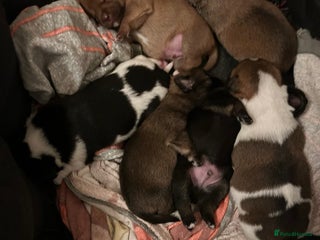 Mixed Breed dogs for sale - Advert 1