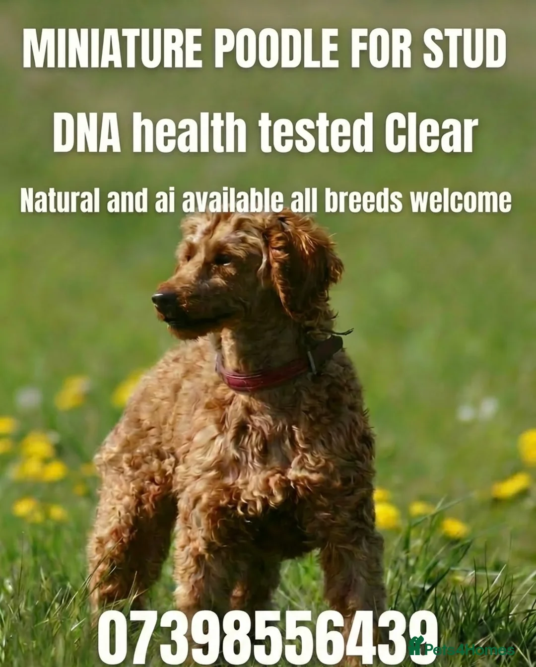 Miniature Poodle dogs for stud: Health tested red kc miniature poodle stud  - Advert 1