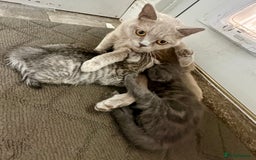 British Shorthair cats for sale: British Shorthhair Kittens  - Image 11