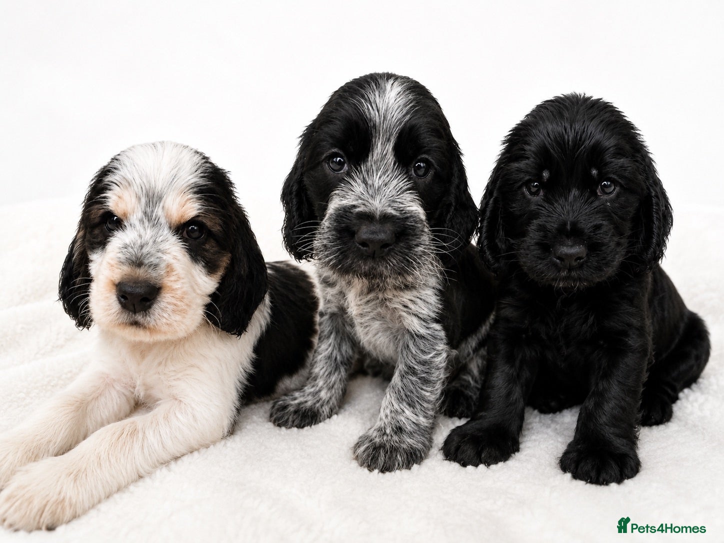 Cocker Spaniel dogs Outstanding KC Show cocker spaniel puppies - Advert 1