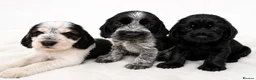 Cocker Spaniel dogs for sale: Outstanding KC Show cocker spaniel puppies - Advert 10