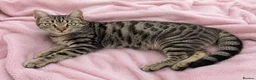 Mixed Breed cats for sale: Sweet Natured Tabby Cat – Needs a New Home - Advert 2