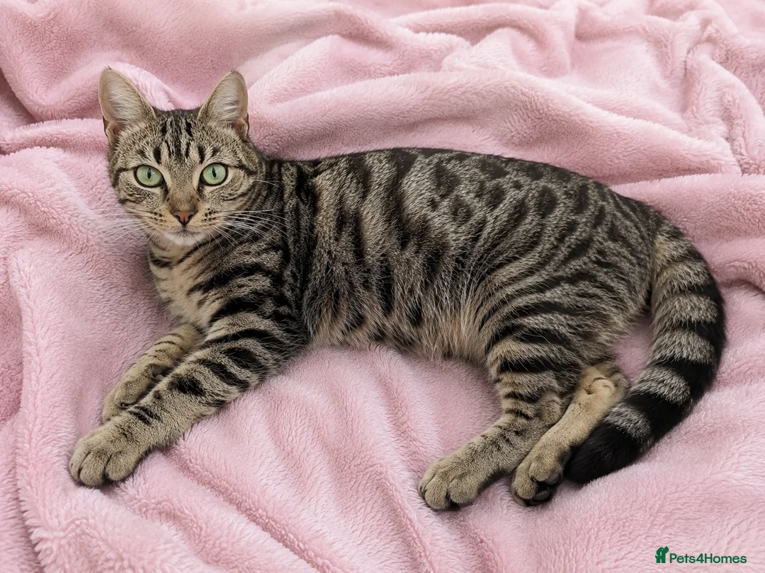 Mixed Breed cats for sale: Sweet Natured Tabby Cat – Needs a New Home - Advert 2