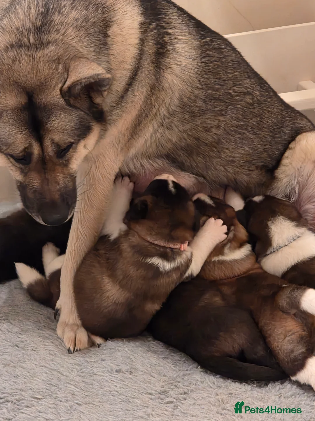 Mixed Breed dogs for sale: Beautiful saint bernard akita mix puppies - Advert 12