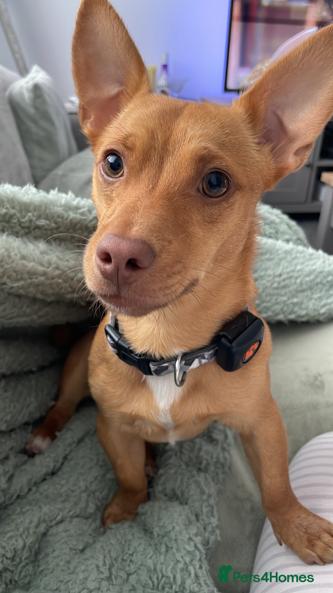 Mixed Breed dogs for sale: Beautiful tan miniature jack russell - Image 1