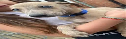 Mixed Breed dogs for sale: Saluki grayhound x kc whippet  - Advert 2