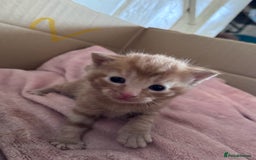 Mixed Breed cats for sale: 5 gorgeous kittens - Image 12