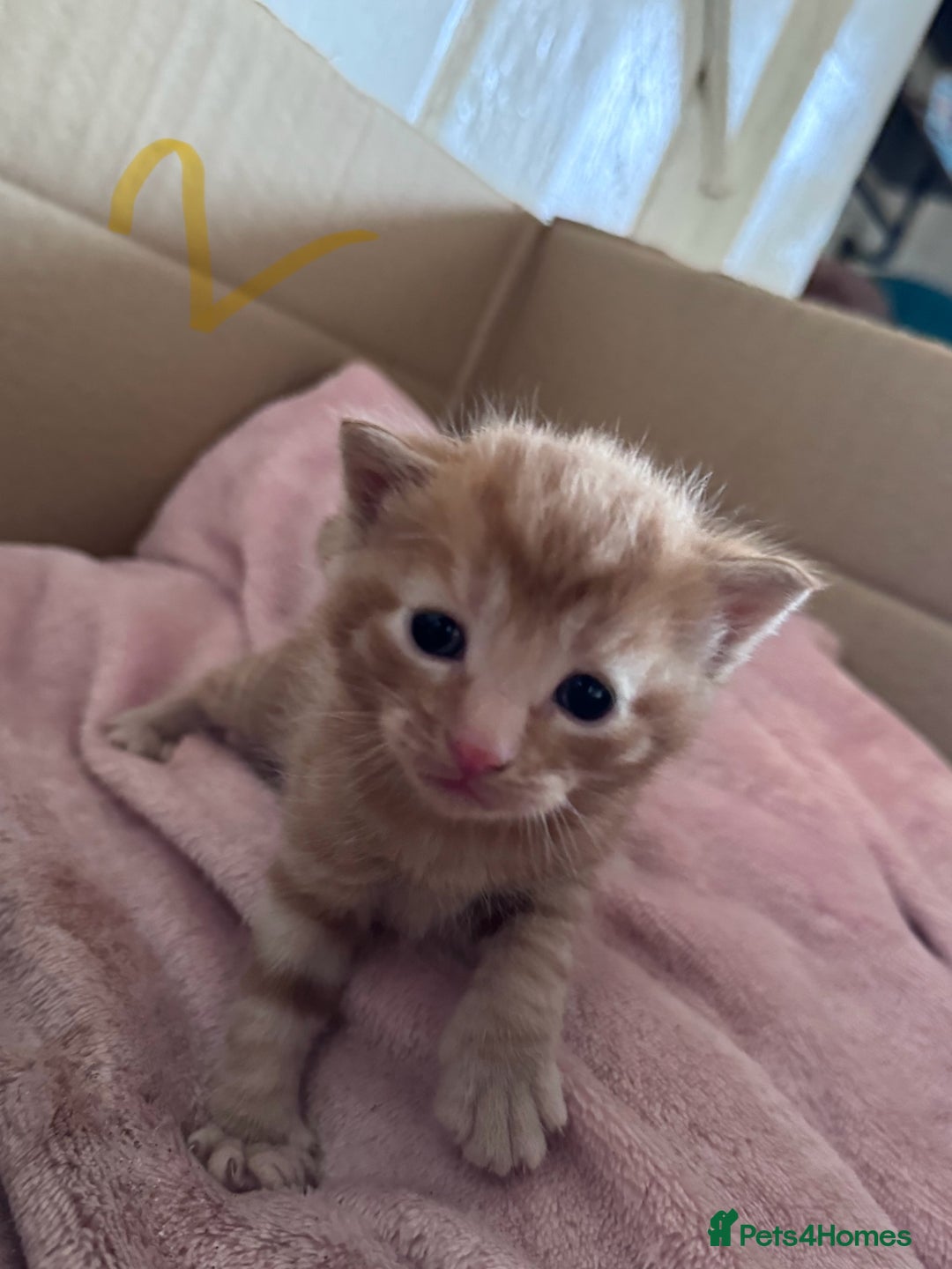 Mixed Breed cats for sale: 5 gorgeous kittens - Image 12