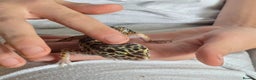 Leopard Gecko reptiles for sale: 7 months old Female leopard gecko  - Advert 14