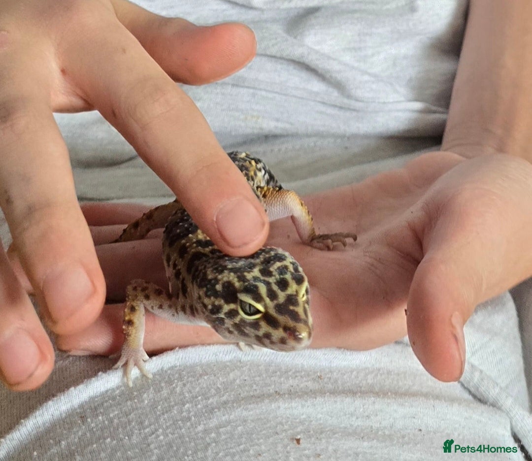 Leopard Gecko reptiles for sale: 7 months old Female leopard gecko  - Advert 14