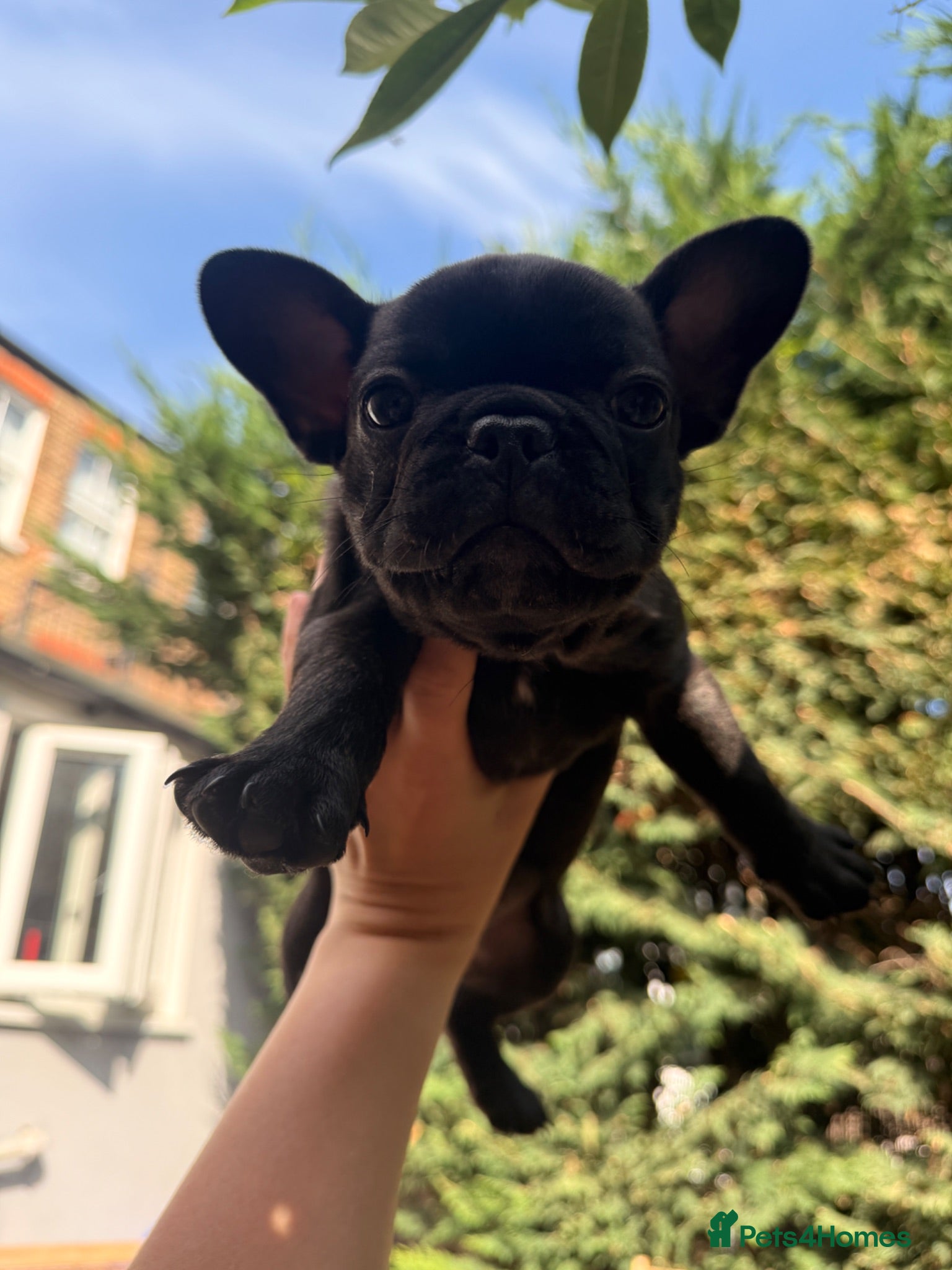 French Bulldog dogs READY NOW! Beautiful Brindle Frenchie Puppies - Advert 7