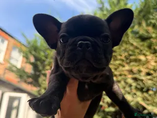 French Bulldog dogs READY NOW! Beautiful Brindle Frenchie Puppies - Advert 7