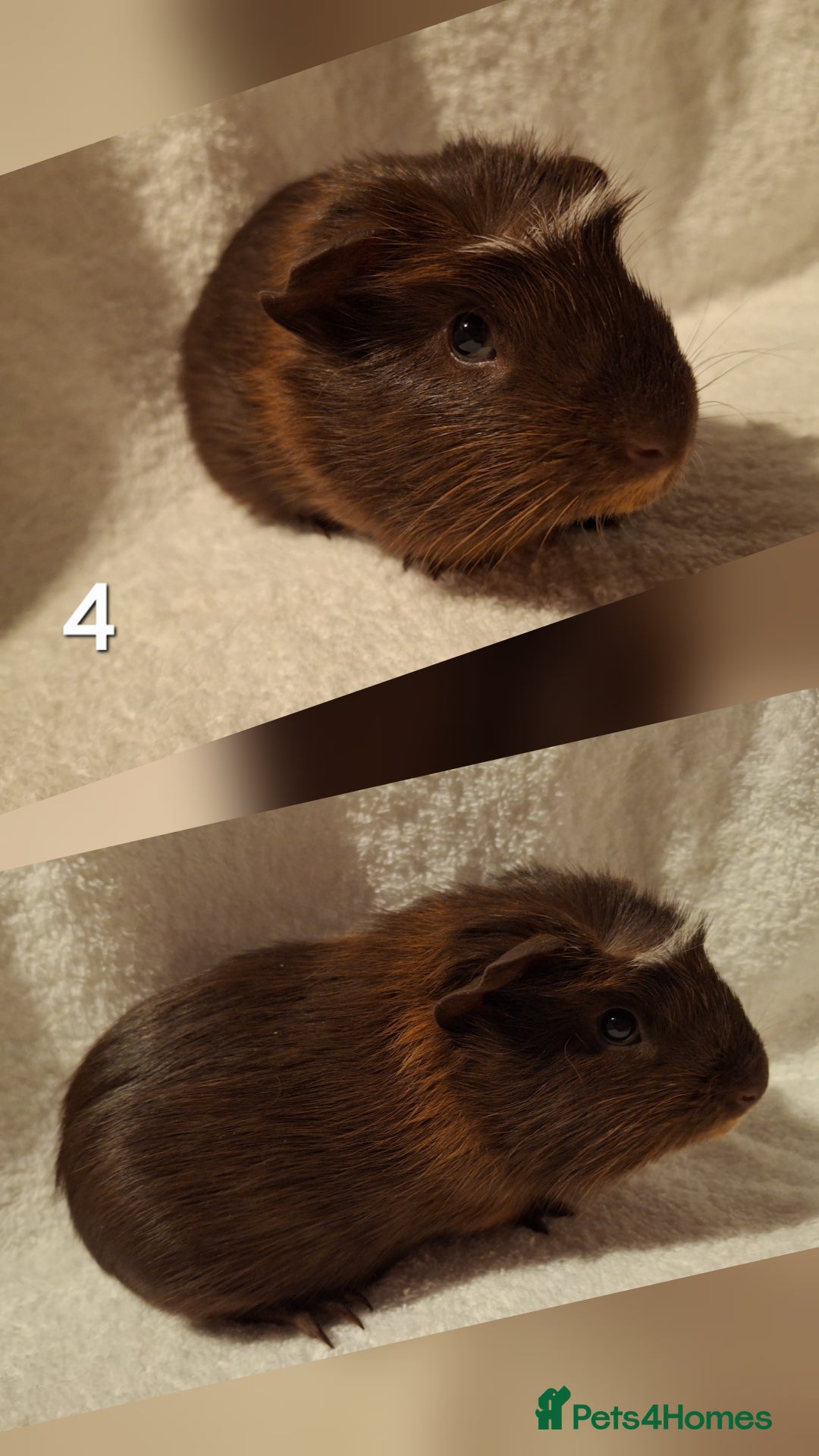 Guinea Pig rodents for sale: Lovely guineas seeking new homes 🏡  - Advert 4