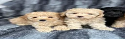 Toy Poodle dogs for sale: KC Toy Poodles Health Tested Parents - Advert 13