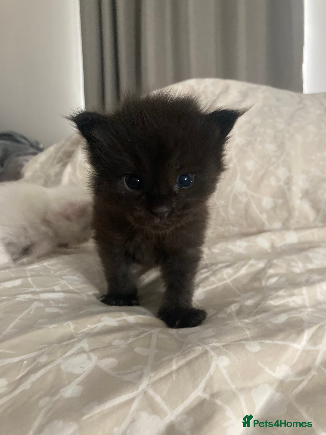 Maine Coon cats for sale: GCCF registered purebred Maine Coon kittens - Image 2