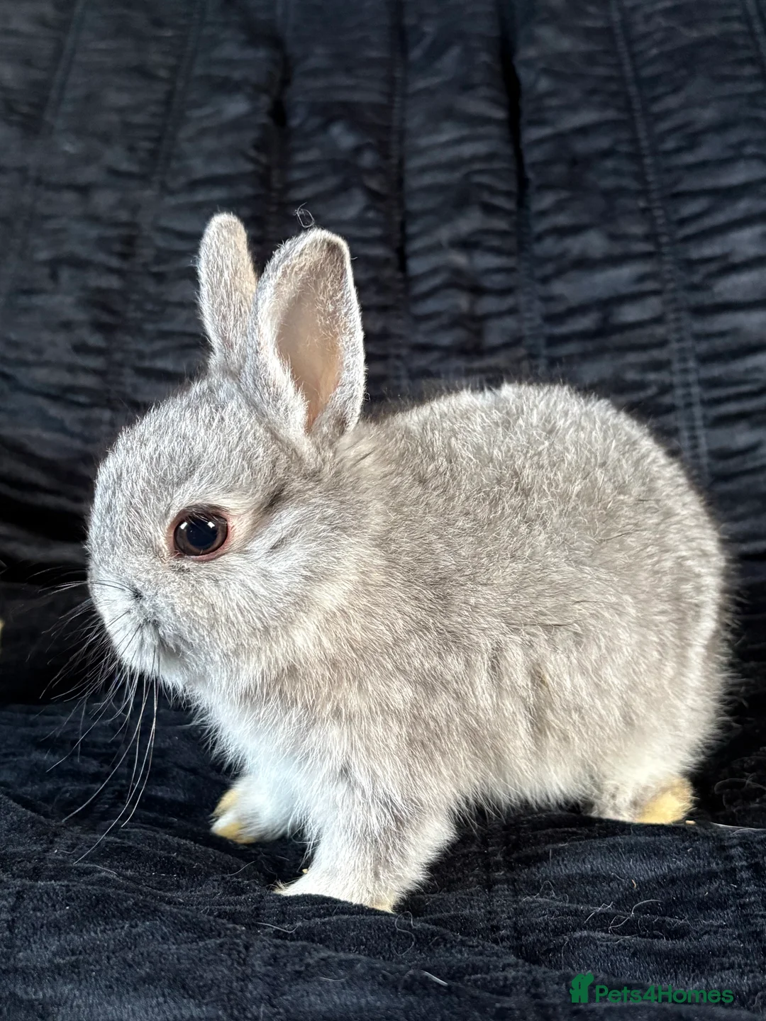 Netherland Dwarf rabbits for sale: Netherland dwarf girls  - Advert 4