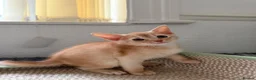 Abyssinian cats for sale: Gorgeous Abyssinian kittens - Advert 14