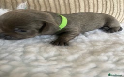 Mixed Breed dogs for sale: Tiny chiweenie puppy’s  - Image 23