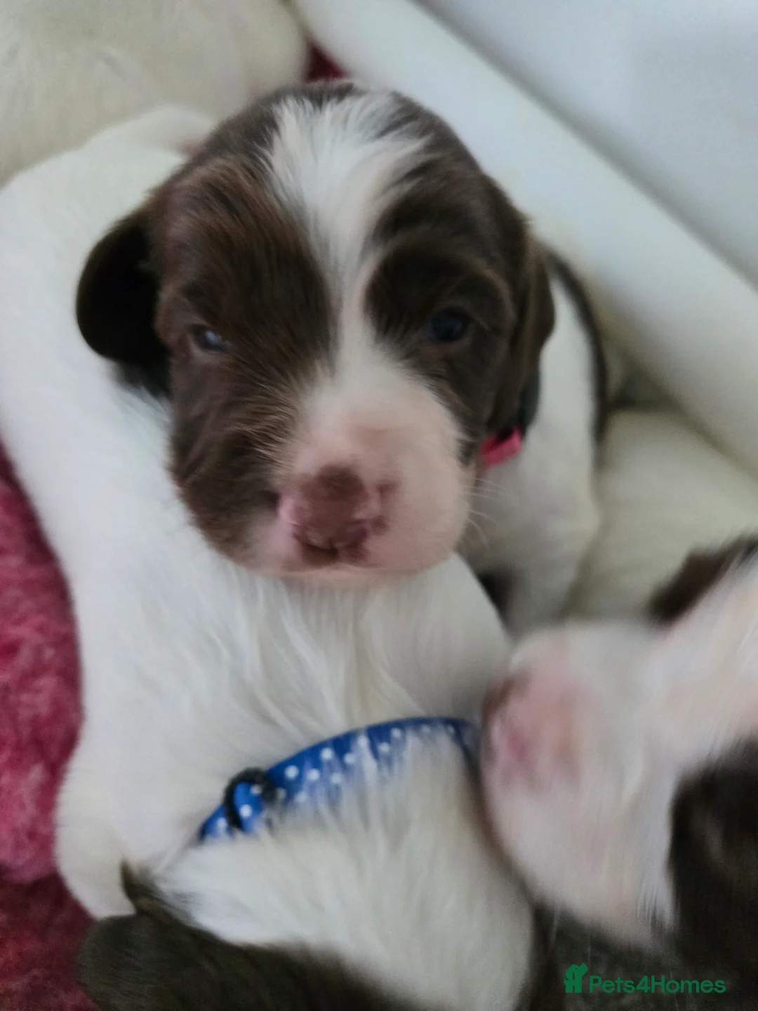 English Springer Spaniel dogs for sale:  Health tested Springer Spaniel puppies - Advert 8