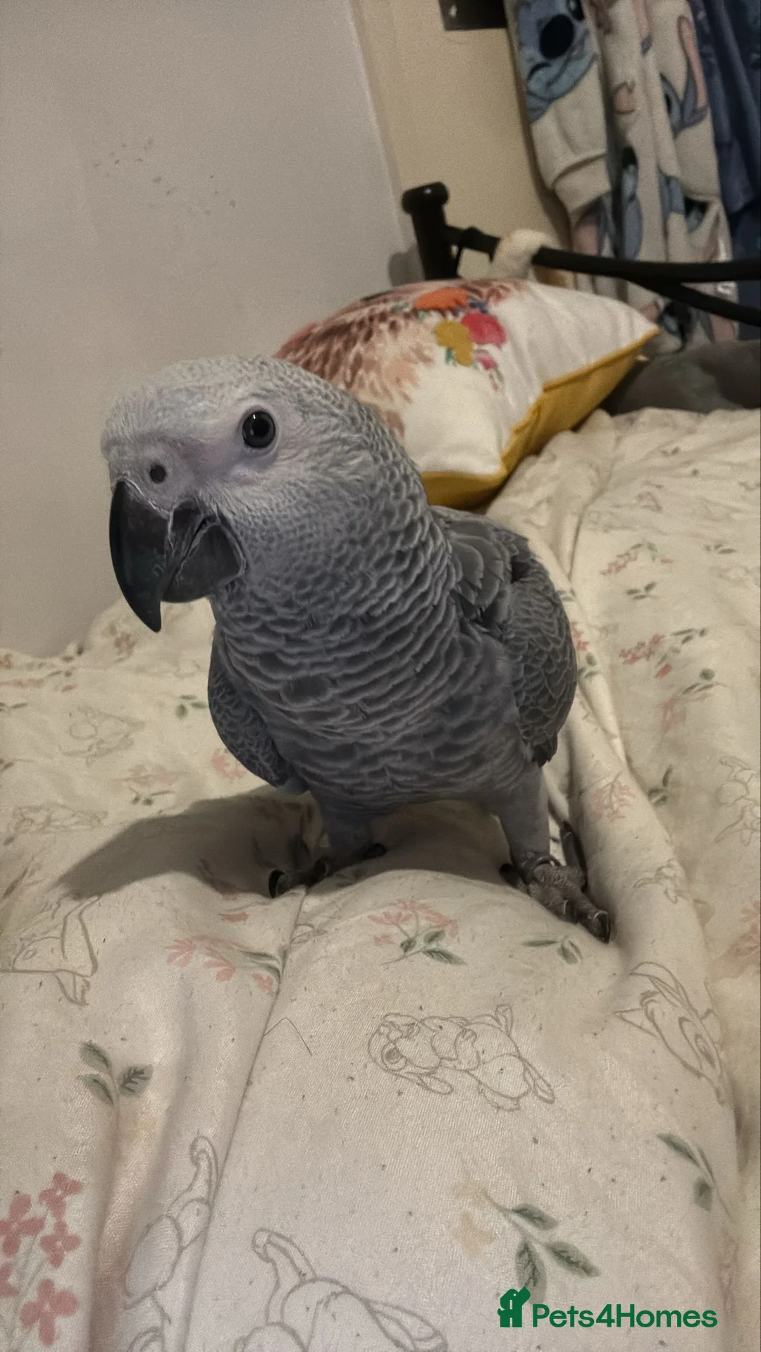 Parrots birds for sale: African Grey Parrot DNA Male in Uxbridge - Advert 1