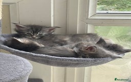 Maine Coon cats for sale: 3 females 1 male Maine Coone kittens - Image 5