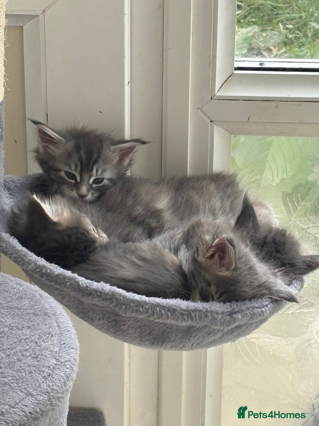 Maine Coon cats for sale: 3 females 1 male Maine Coone kittens - Image 5