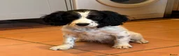 Cockalier dogs for sale: Gorgeous Covkalier puppies! - Advert 11