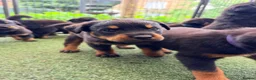Rottweiler dogs for sale: 8 Rottweiler Pups (ONLY 2 LEFT) - Advert 6