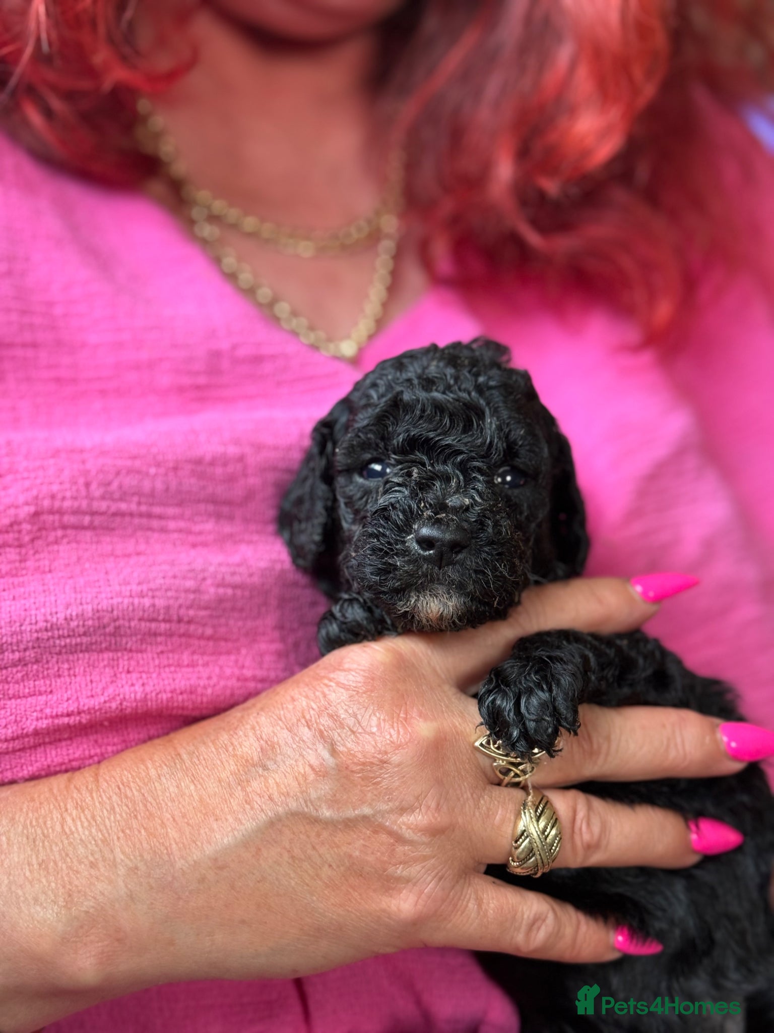 Mixed Breed dogs Adorable Poodle Puppies - Advert 2